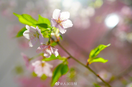 花开见喜!北京玉渊潭的早樱开了 花开见喜!北京玉渊潭的早樱开了