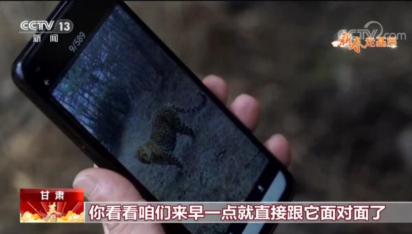 子午岭寻“豹”记