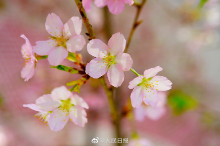 花开见喜!北京玉渊潭的早樱开了 花开见喜!北京玉渊潭的早樱开了