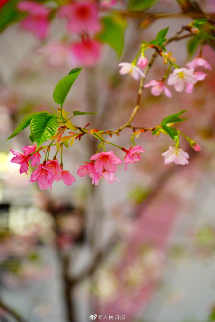 花开见喜!北京玉渊潭的早樱开了 花开见喜!北京玉渊潭的早樱开了