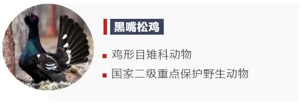 来围观！动物们可爱又奇特的求偶仪式