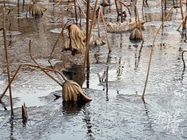 刚刚，西湖结冰了！零下10℃，杭州可能刷新记录！