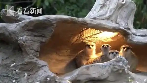 上海今天最低温零下近9度 后面还有冷空气要来！此地破中国最低温历史极值！