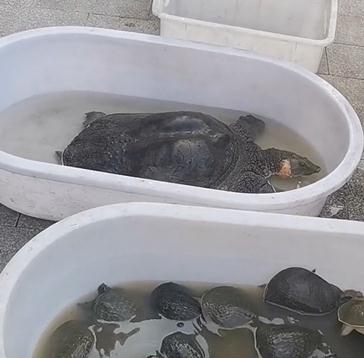 杭州一甲鱼卖2万8？老板称有200年，专家鉴定，不得了…
