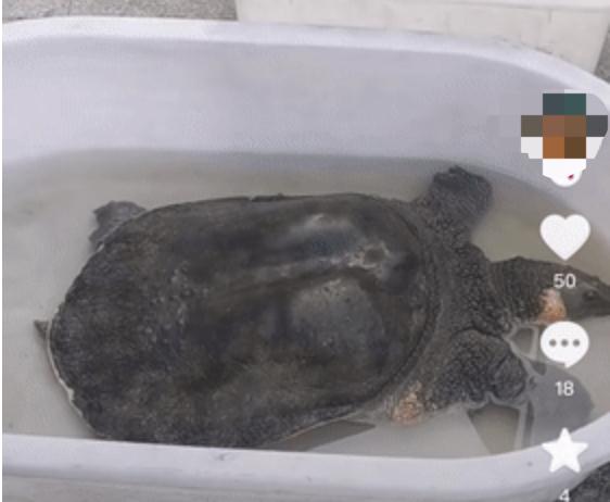 杭州一甲鱼卖2万8？老板称有200年，专家鉴定，不得了…