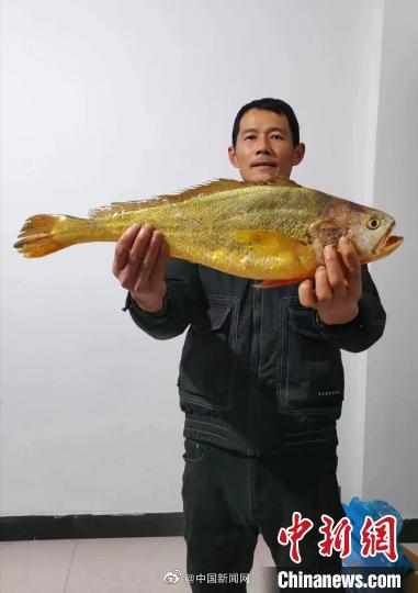 浙江渔民4.8斤大黄鱼售出2.66万元