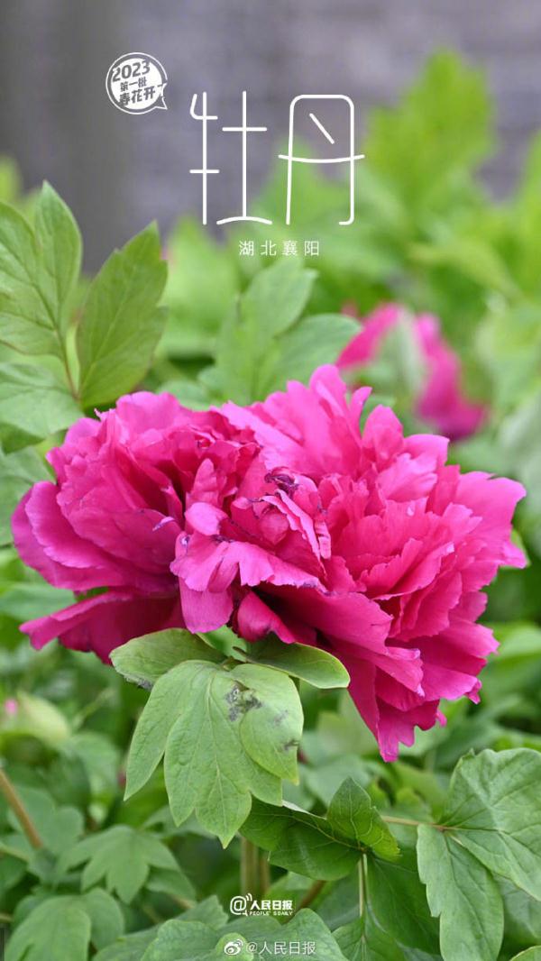 2023年第一批春花开了~