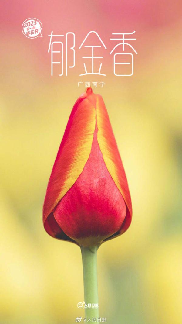 2023年第一批春花开了~