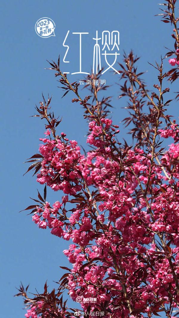 2023年第一批春花开了~