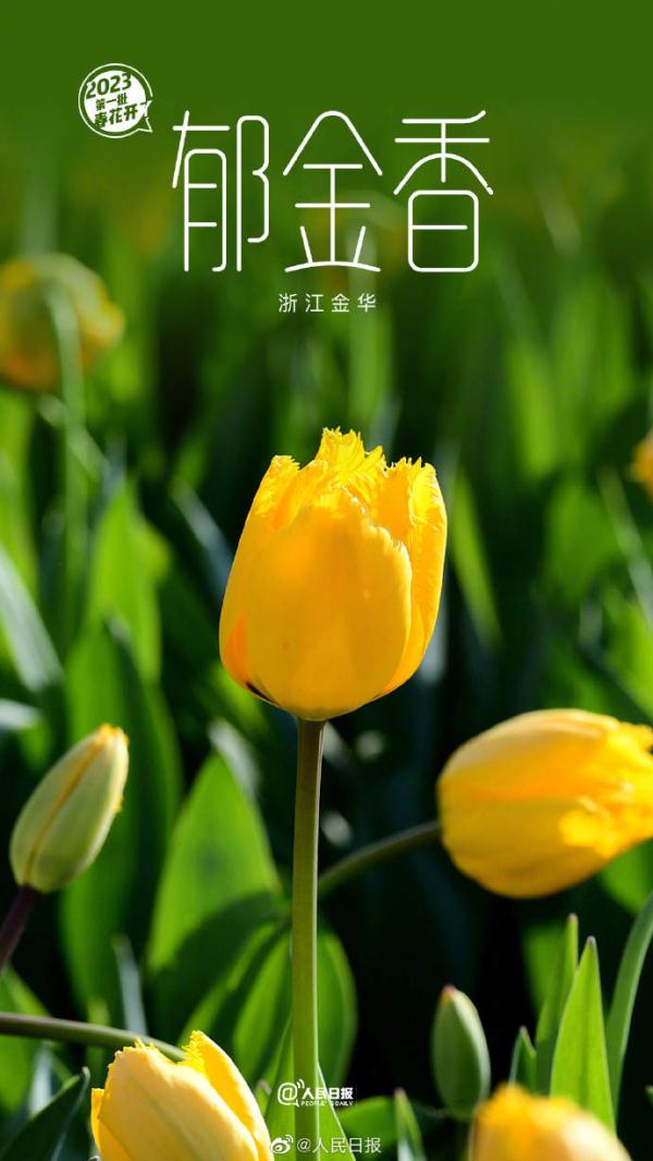 2023年第一批春花开了~