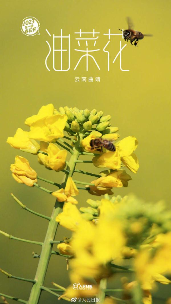 2023年第一批春花开了~