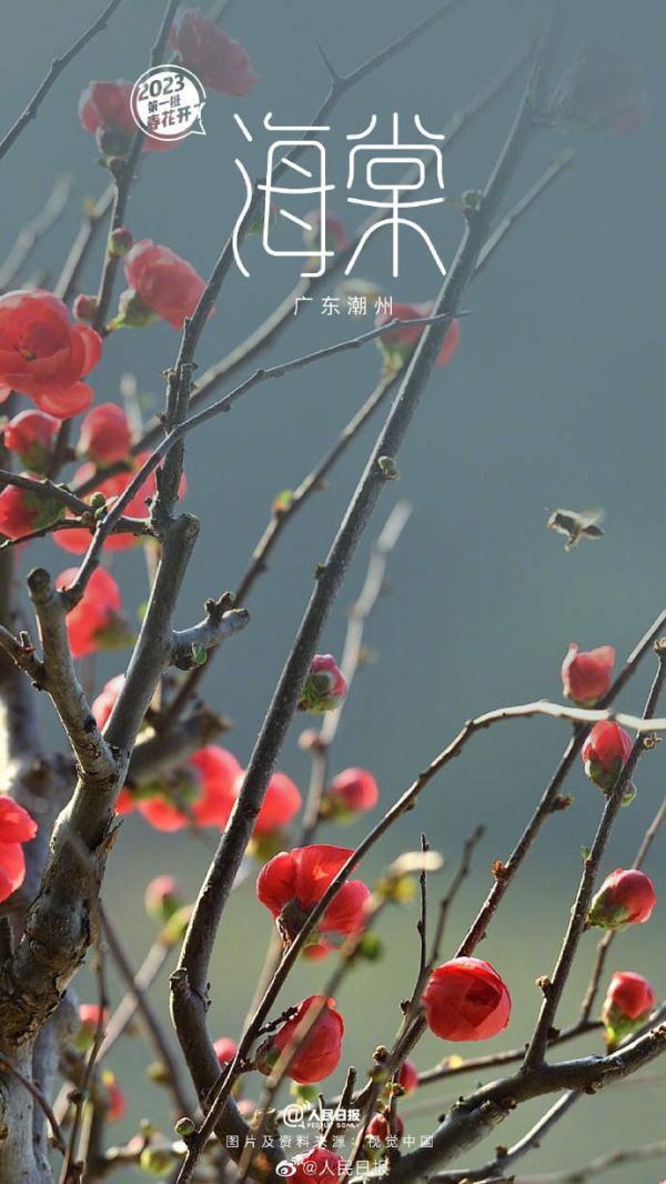 2023年第一批春花开了~