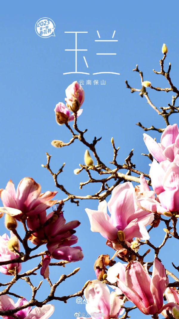 2023年第一批春花开了~