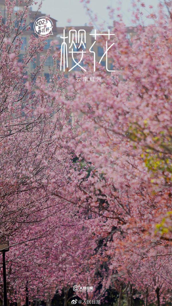 2023年第一批春花开了~