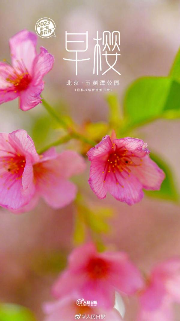 2023年第一批春花开了~