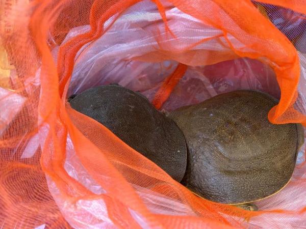 女儿返程，妈妈准备120斤面10斤糖蒜