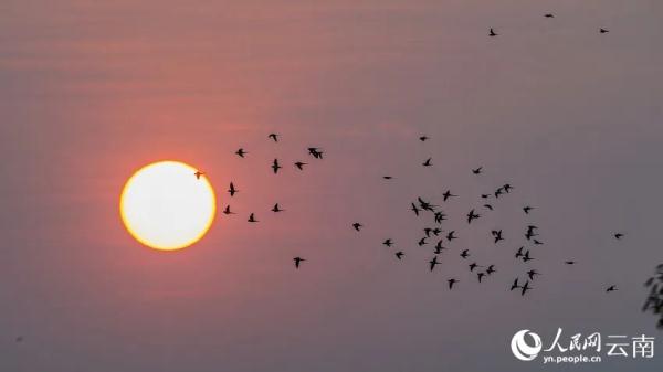 绝美！上百只花头鹦鹉与落日同框