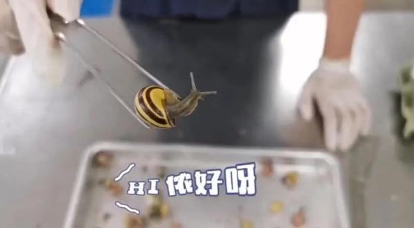 来自境外的“纪念品”在蠕动?盘点上海海关拆过的“盲盒”,密恐慎入! 来自境外的“纪念品”在蠕动?盘点上海海关拆过的“盲盒”,密恐慎入!