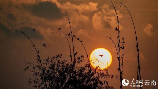 绝美！上百只花头鹦鹉与落日同框