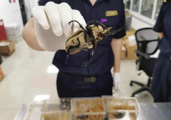 来自境外的“纪念品”在蠕动?盘点上海海关拆过的“盲盒”,密恐慎入! 来自境外的“纪念品”在蠕动?盘点上海海关拆过的“盲盒”,密恐慎入!