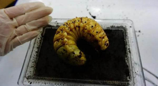 来自境外的“纪念品”在蠕动?盘点上海海关拆过的“盲盒”,密恐慎入! 来自境外的“纪念品”在蠕动?盘点上海海关拆过的“盲盒”,密恐慎入!