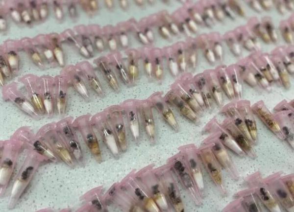 来自境外的“纪念品”在蠕动?盘点上海海关拆过的“盲盒”,密恐慎入! 来自境外的“纪念品”在蠕动?盘点上海海关拆过的“盲盒”,密恐慎入!