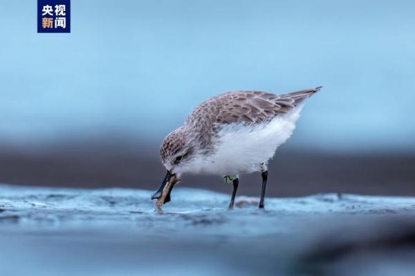 五只“鸟中大熊猫”勺嘴鹬现身泉州围头湾 五只“鸟中大熊猫”勺嘴鹬现身泉州围头湾