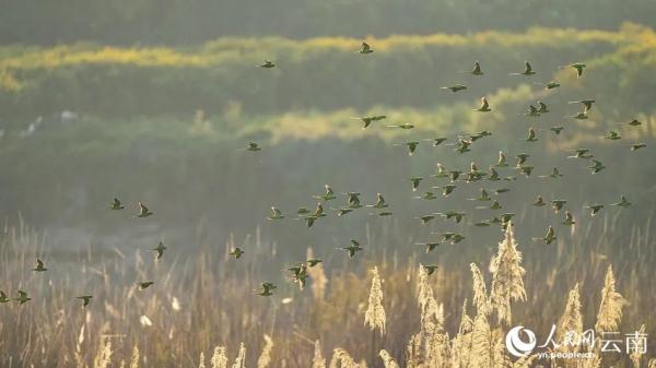 绝美！上百只花头鹦鹉与落日同框