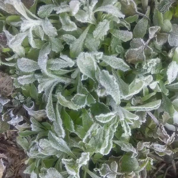 今晨2.9℃刷新低温纪录!广州下“雪”了?为何还不算入冬? 今晨2.9℃刷新低温纪录!广州下“雪”了?为何还不算入冬?