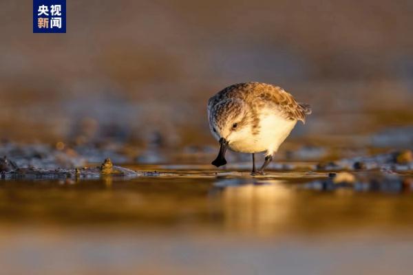 五只“鸟中大熊猫”勺嘴鹬现身泉州围头湾 五只“鸟中大熊猫”勺嘴鹬现身泉州围头湾
