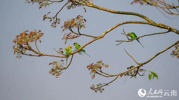 绝美！上百只花头鹦鹉与落日同框