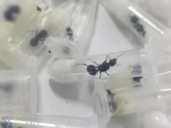 来自境外的“纪念品”在蠕动?盘点上海海关拆过的“盲盒”,密恐慎入! 来自境外的“纪念品”在蠕动?盘点上海海关拆过的“盲盒”,密恐慎入!