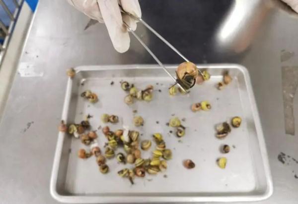 来自境外的“纪念品”在蠕动?盘点上海海关拆过的“盲盒”,密恐慎入! 来自境外的“纪念品”在蠕动?盘点上海海关拆过的“盲盒”,密恐慎入!