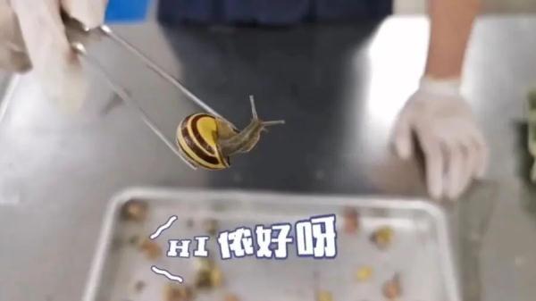 来自境外的“纪念品”在蠕动?盘点上海海关拆过的“盲盒”,密恐慎入! 来自境外的“纪念品”在蠕动?盘点上海海关拆过的“盲盒”,密恐慎入!