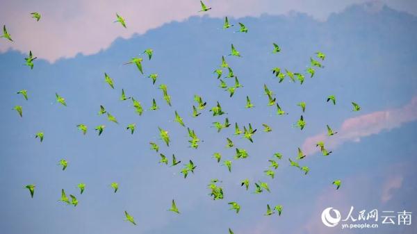 绝美！上百只花头鹦鹉与落日同框