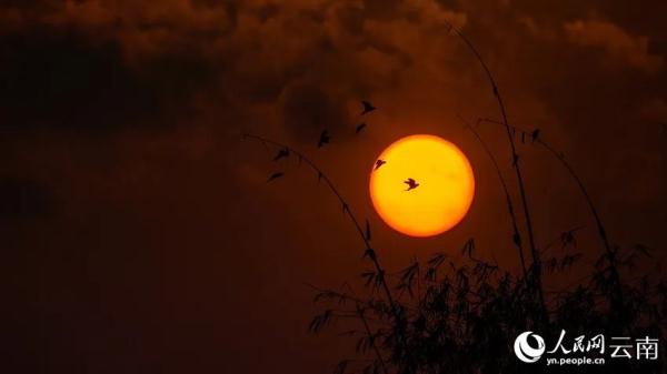 绝美！上百只花头鹦鹉与落日同框