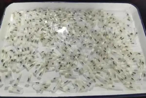 来自境外的“纪念品”在蠕动?盘点上海海关拆过的“盲盒”,密恐慎入! 来自境外的“纪念品”在蠕动?盘点上海海关拆过的“盲盒”,密恐慎入!