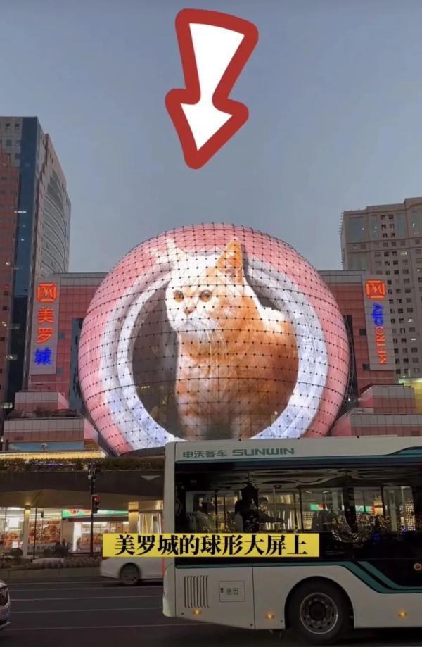 很治愈！“最大胖橘”现身魔都闹市