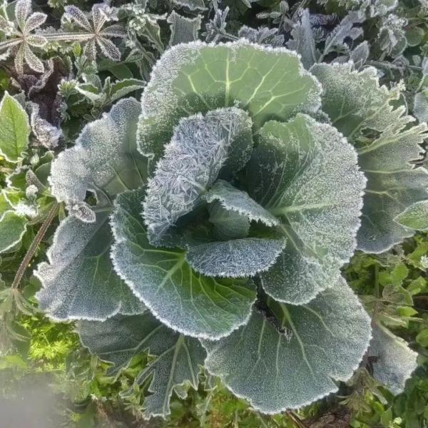 菜地结霜、车顶写字......广东下“雪”了？！