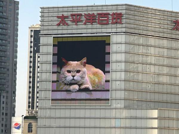 很治愈！“最大胖橘”现身魔都闹市