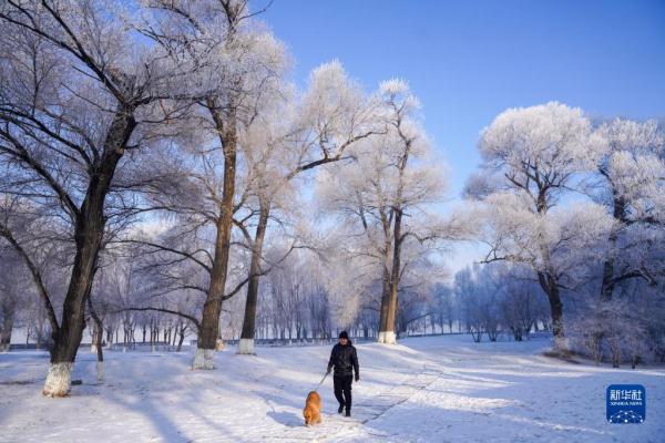 松花江畔现雾凇美景