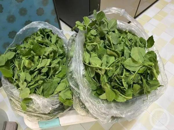 豌豆尖、秘制咸菜、香肠腊肉……重庆人后备厢里装的都是“爱”