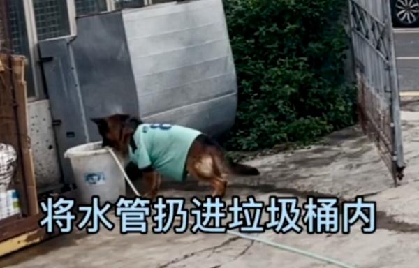 院里突然起火，“二哈”的这波操作太机智！铲屎官该注意了！