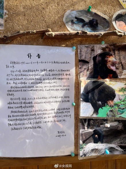 红山动物园为离世马来熊手写讣告