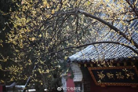 泰山王母池腊梅绽放超惊艳