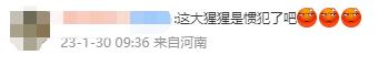 动物园猩猩扔水瓶砸伤游客，园方：猩猩是正当防卫
