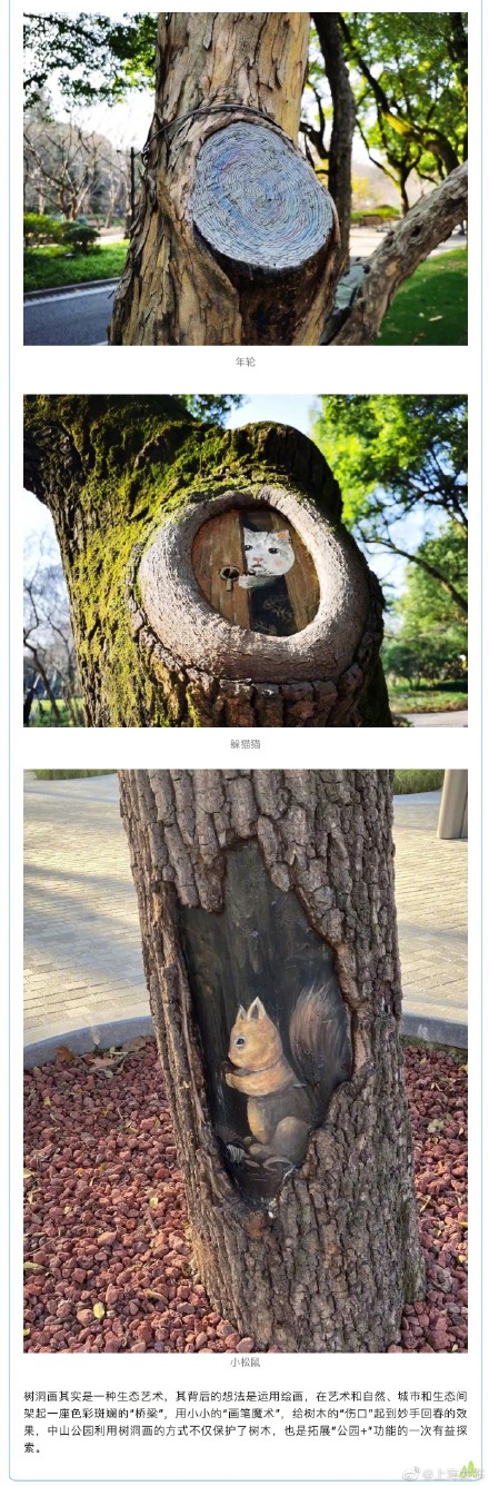 中山公园新添8个“树洞画”，你发现了吗？