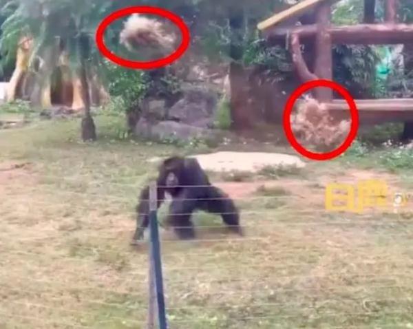 动物园猩猩扔水瓶砸伤游客，园方：猩猩是正当防卫