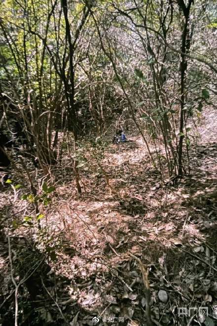 胡鑫宇遗体发现地树林丛生 如有意躲藏很难被找到