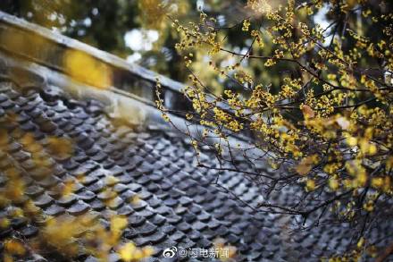 泰山王母池腊梅绽放超惊艳